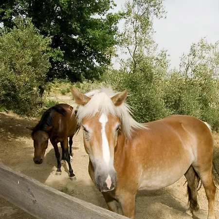 La Collina Dei Ciliegi Farmház